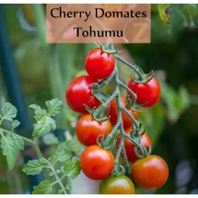 Zencefil Organik Çeri Domates Tohumu 1 Paket (1GR=250+ Adet) Cherry Domates Salkım Domates Tohumu