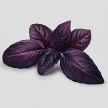 Floramut Mor Fesleğen Reyhan Tohumu-1 Gram