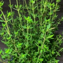 Floramut Saksılı Thymus Vulgaris Bahçe Kekiği