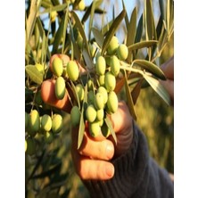 NET TARIM 10'lu Zeytin Fidanı Koroneiki Bodur Tüplü 2 Yaşında 1 m