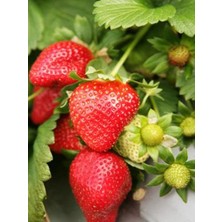 NET TARIM 70 Adet Rubygem Açık Kök Frigo Yediveren Çilek Fidesi Fidanı