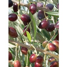 Ada Tarım 5'li Zeytin Fidanı Koroneiki Bodur Tüplü 2 Yaşında 1 m