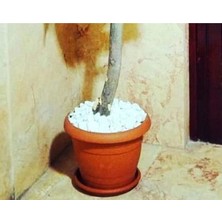 Dekor Yapay Ceviz Ağacı  Yeşil Yapraklı Ağaç  Çiçek Bitki Gövde Yapay Yaprak Kök Toprak Saksı Dekor