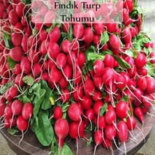 Zencefil Organik Fındık Turp Tohumu 1 Paket (10GR=1000+ Adet) Turp Tohumu Fındık Turp