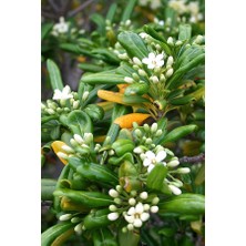 YILDIZ CALISI(Pittosporum 20-25 cm )