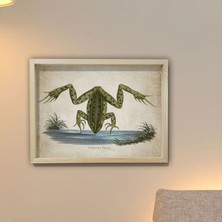 Dekor Loft Doğal Çam Çerçeveli Duvar Tablosu Antik Kurbağa