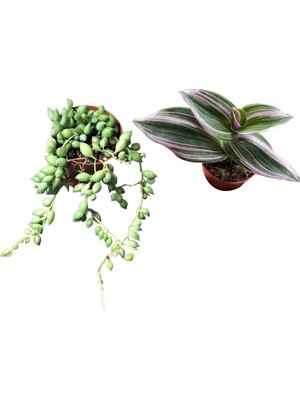 Socactus Tespih Çiçeği - Tradescantia Zebrina ( Telgraf Çiçeği )