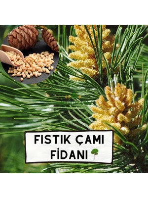 Reyon Ermenek Tüplü Fıstık Çamı Ağacı Fidanı