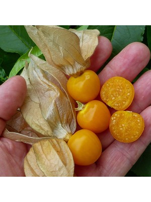 Floramut Çok Şifalı Yer Kirazı Altın Çilek Fidesi-6 Adet