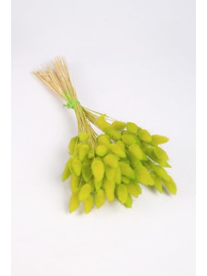 Mini Hediye Şoklanmış Doğal Kuru Çiçek Yeşil Pamuk Otu Demeti 30-40CM