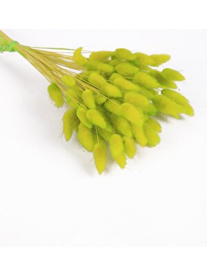 Mini Hediye Şoklanmış Doğal Kuru Çiçek Yeşil Pamuk Otu Demeti 30-40CM