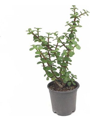 Floramut Saksıda Afra Yeşim Ağacı (Bonsai Uygun)