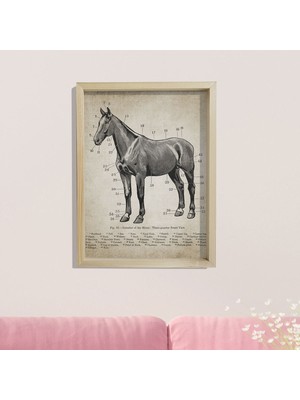 Dekor Loft Doğal Çam Çerçeveli Duvar Tablosu Antik At Anatomi