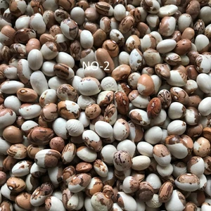 Karahasanoğlu Tarım Yerli Sırık Ayşe Kadın Fasulye Tohumu (Kahve Çizgili Beyaz)