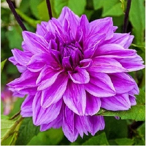 Yıldız Soğanı Dahlia Lilac Time Soğanı 1 Adet Dev Yıldız Çiçeği Boy 120 cm