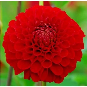 Yıldız Soğanı Dahlia Nescio Soğanı 1 Adet Boy 80 cm