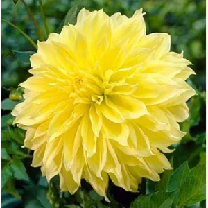Yıldız Soğanı Dahlia Kelvin Floodlight Soğanı 1 Adet Dev Yıldız Çiçeği Boy 110 cm