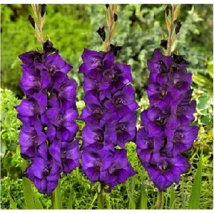 Purple Flora Mor Glayör (Kılıç Çiçeği) Soğanı 5 Adet (Boy 80-120CM)