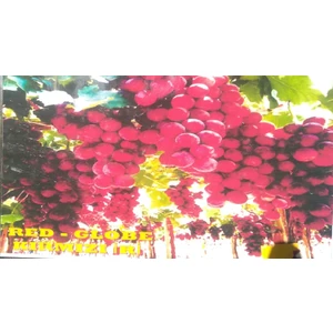 Cegel Ziraat Kırmızı Globe Iri Üzüm Fidanı Tüplü Yaklaşık 2 Yaşında, 50 cm Boyunda