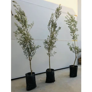 Evim Bahçem Gemlik Zeytin Fidanı 3-4 Yaş Büyük Yaş Zeytin Fidanı