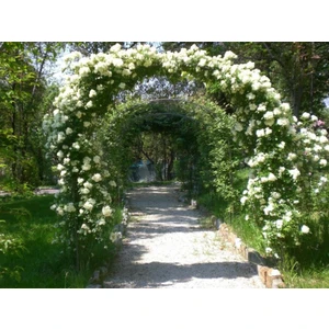 Yediveren Beyaz Sarmaşık Gül Fidanı 15-25 cm