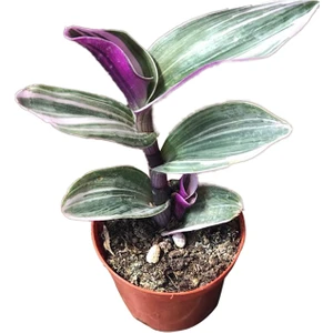 SOcactus Tradescantia Zebrina Kaktüs Sukulent