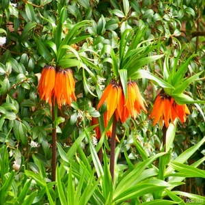 Tacirdepoticaret Orenge Aurora Fritillaria Imperialis Turuncu Ters Lale Soğanı (1 Adet)