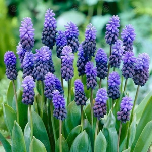 Tacirdepoticaret Light Latifolium Üzüm Sümbül Soğanı (10 Adet)