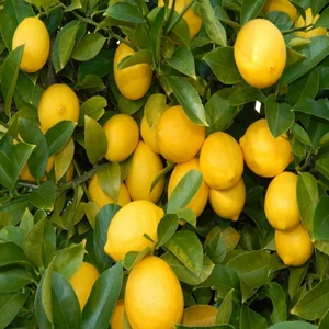 Tacirdepoticaret Tüplü Yıl Boyunca Çiçek Açan Yediveren Euroka Limon Fidanı
