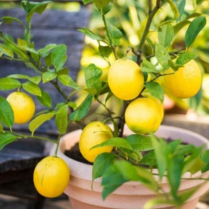 Tacirdepoticaret Tüplü Soğuklara Oldukça Dayanıklı Mayer Limon Fidanı