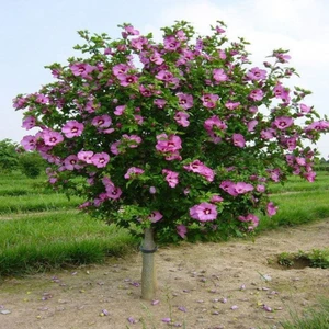 Tacirdepoticaret Tüplü Hibiscus Syriacus Ağaç Hatmi Fidanı