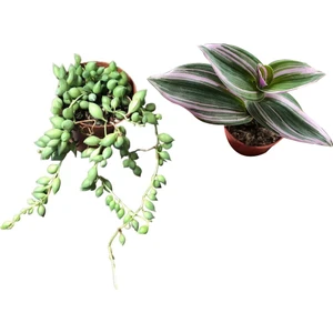 Tespih Çiçeği - Tradescantia Zebrina ( Telgraf Çiçeği )