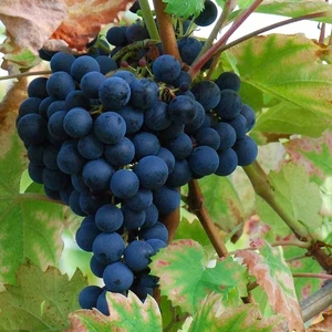 Reyon Ermenek Tüplü Aşılı Black Magic Üzüm Fidanı