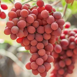 Reyon Ermenek Tüplü Aşılı Pink Gemre Üzüm Fidanı
