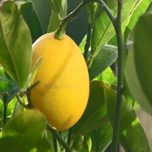 Reyon Ermenek Tüplü Aşılı Saksılık Yarı Bodur Mayer Limon Fidanı