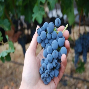 Reyon Ermenek Tüplü Aşılı Şaraplık Merlot Üzüm Fidanı