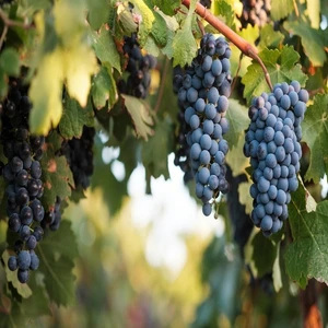 Reyon Ermenek Tüplü Aşılı Şaraplık Syrah Şiraz Üzüm Fidanı