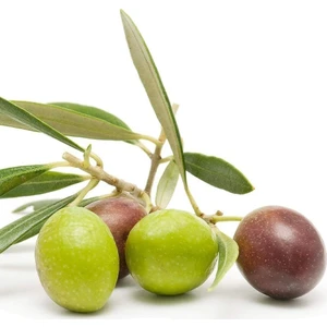 Reyon Ermenek Tüplü Aşılı Tam Bodur Yağlık Arbequına Zeytin Fidanı-1 Yaşlı