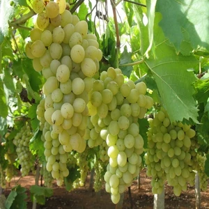 Reyon Ermenek Tüplü Aşılı Verimli Narince Üzüm Fidanı