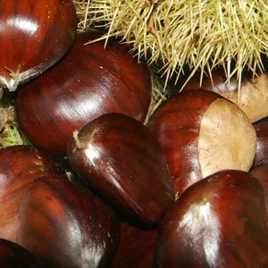 Reyon Ermenek Tüplü Aşılı Verimli Pişirmelik Sarı Aşılama Kestane Fidanı