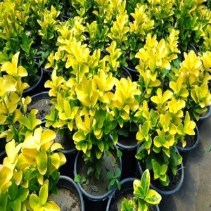 Reyon Ermenek Tüplü Gold Taflan Fidanı