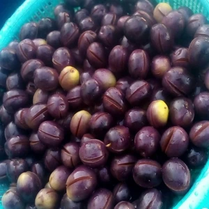 Reyon Ermenek Tüplü Önemli Çeşit Manzalina Zeytin Fidanı