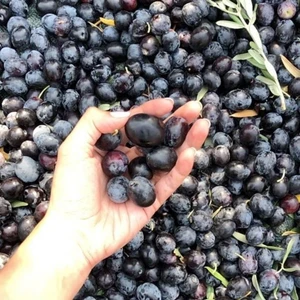 Reyon Ermenek Tüplü Salamuralık Ve Kırmalık Gemlik Zeytin Fidanı