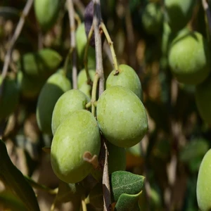 Reyon Ermenek Tüplü Sivri Uçlu Memecik Zeytin Fidanı