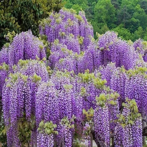 Reyon Ermenek Tüplü Wisteria Sinensis Mor Salkım Fidanı
