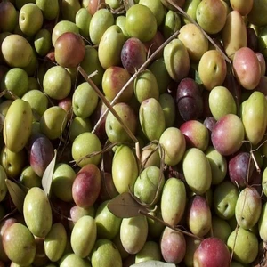 Reyon Ermenek Tüplü Yeşil Kırmalık Ayvalık Zeytin Fidanı