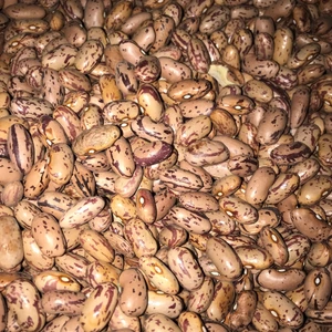 Karahasanoğlu Tarım Yerli Oturak Barbunya Fasulye Tohumu