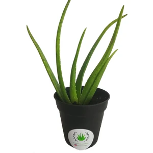Aloe Vera Fidan 20-30 cm