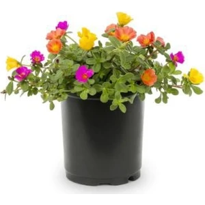 Serdar Çam Tohumculuk Portulaca Çiçeği Tohumu 5 Tohum Çiçek Tohumu Saksı Toprak Kombin