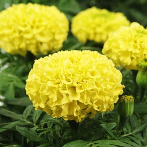 Fide Vadisi Top Kadife Çiçek Tohumu Sarı Renk – Tagetes Erecta Yellow (~ Takribi 50 Tohum)